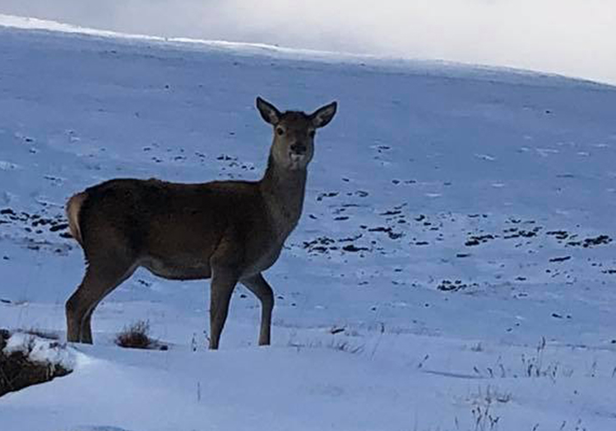doe-in-snow-1200x840